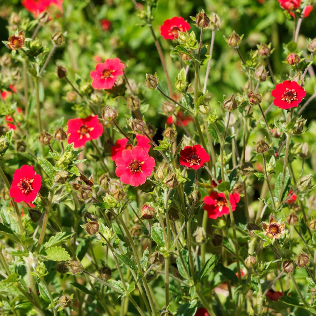 Potentilla Gibson s Scarlet - Ganzerik