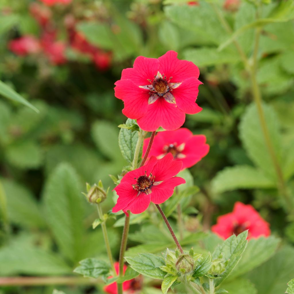 Potentilla Gibson s Scarlet - Ganzerik