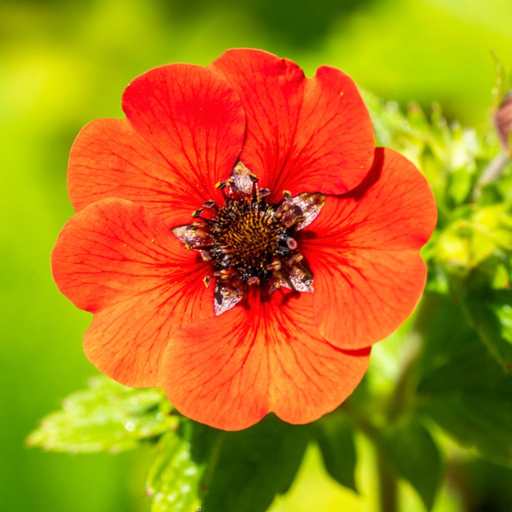 Potentilla Gibson s Scarlet - Ganzerik