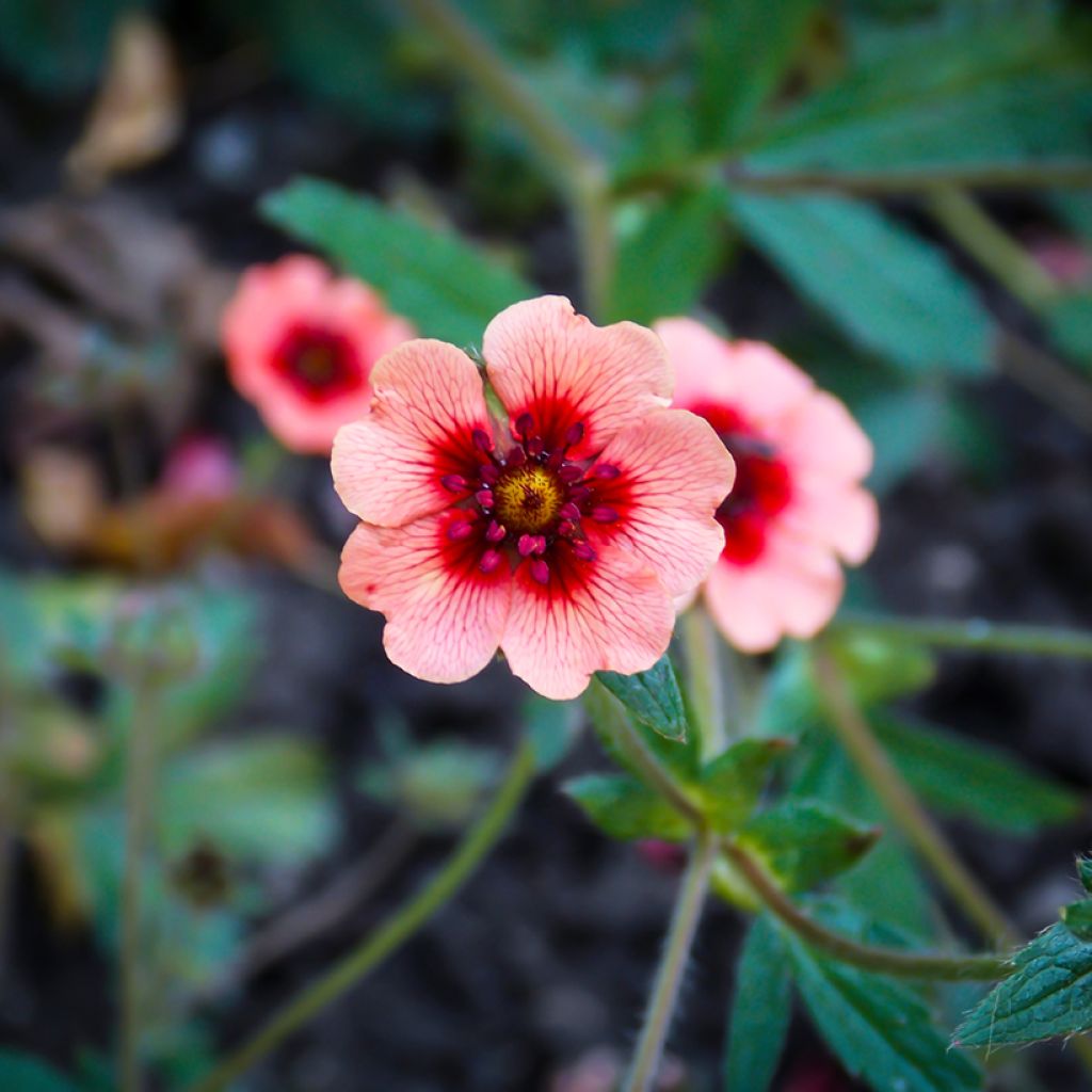 Potentilla hopwoodiana - Ganzerik