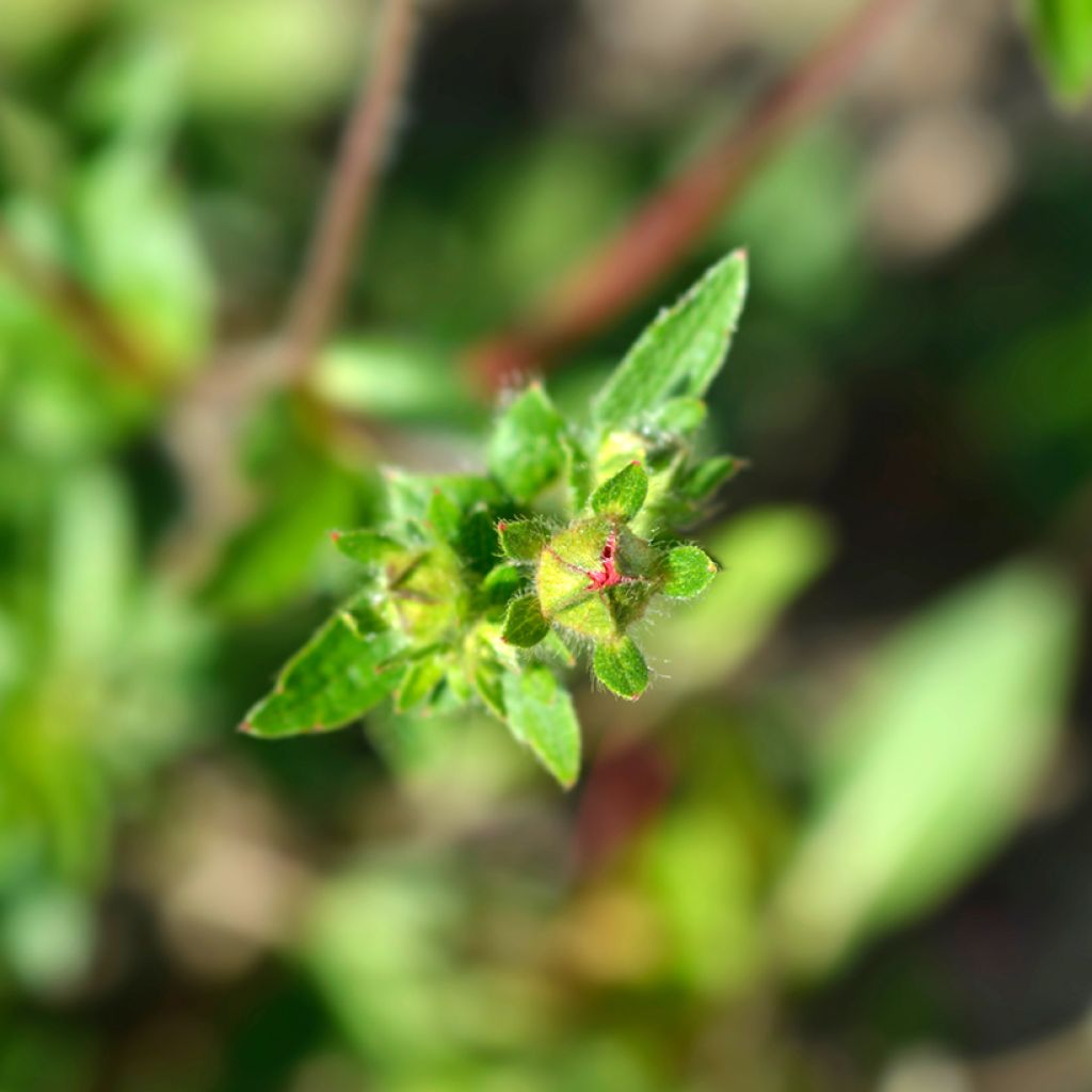 Potentilla hopwoodiana - Ganzerik