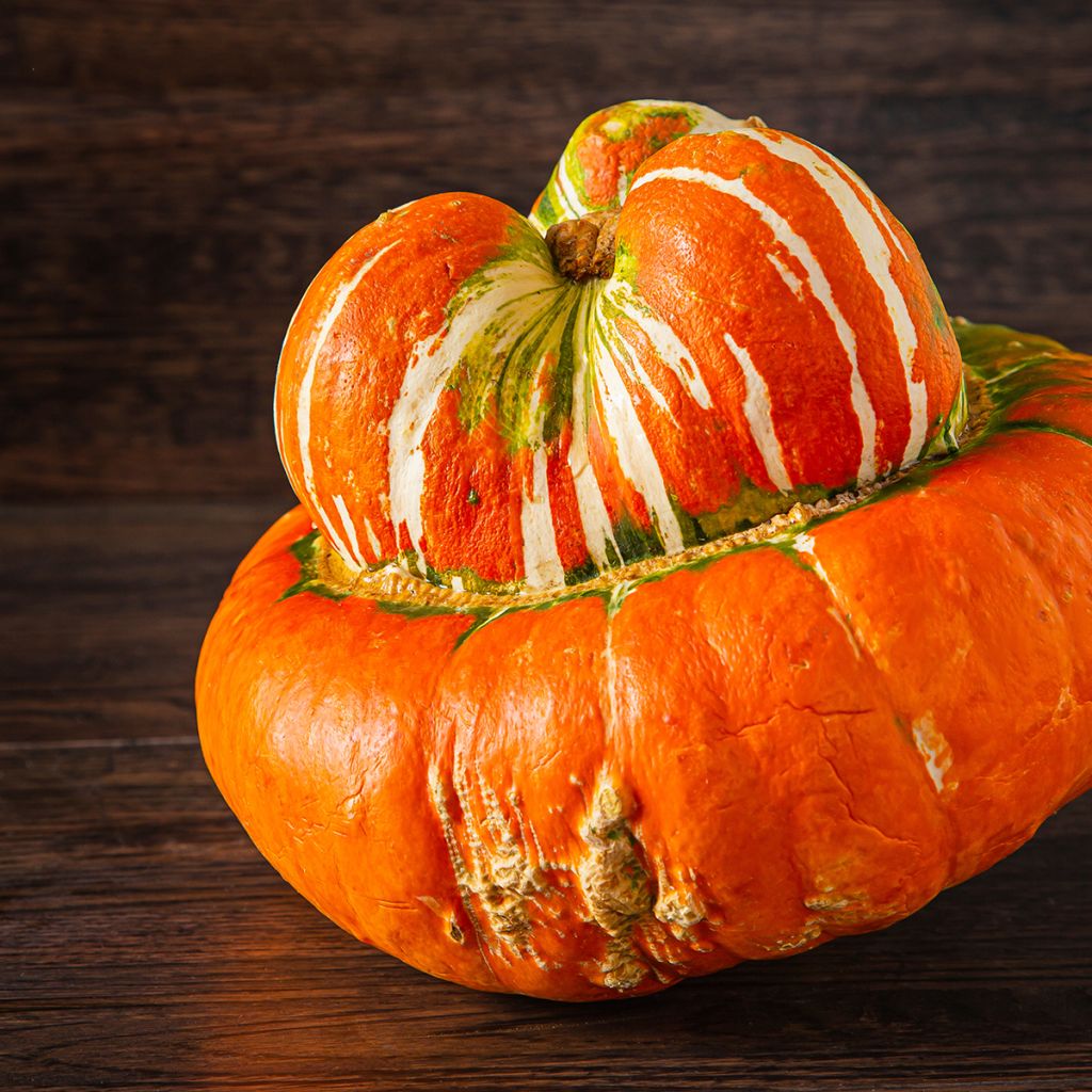 Tulbandpompoen Giraumon Turban