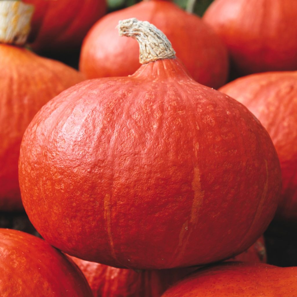 Hokkaido-pompoen Orange Summer F1