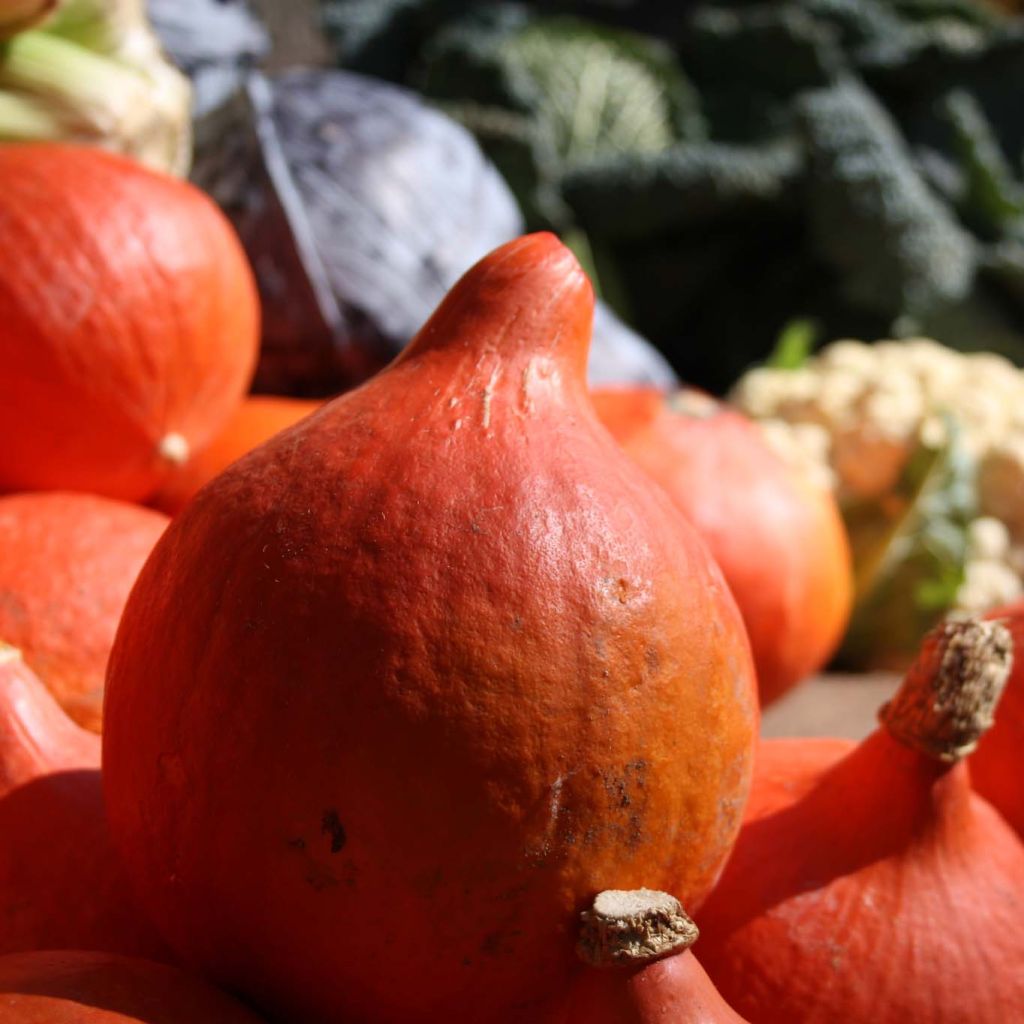 Hokkaido-pompoen Uchiki Kuri BIO