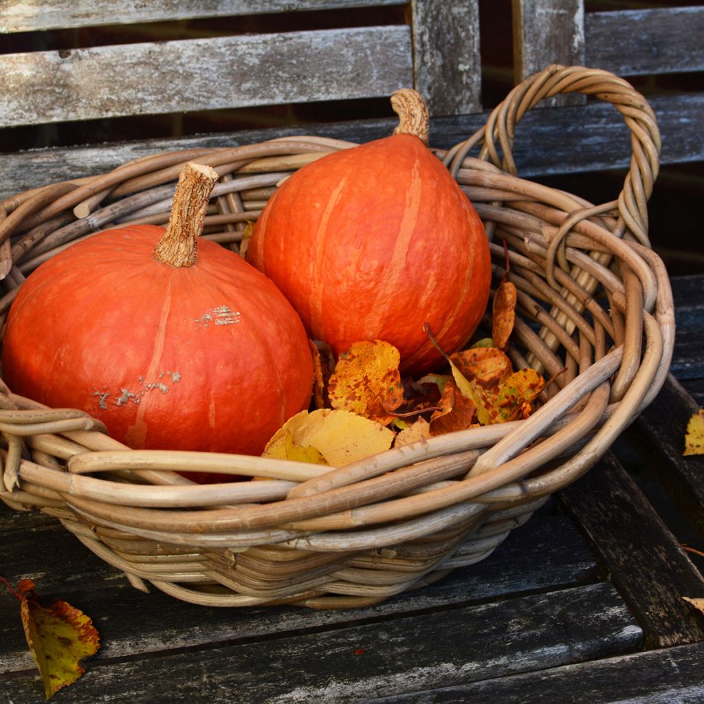 Hokkaido-pompoen Uchiki Kuri