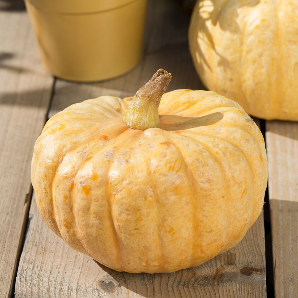 Pompoen Australian Butter