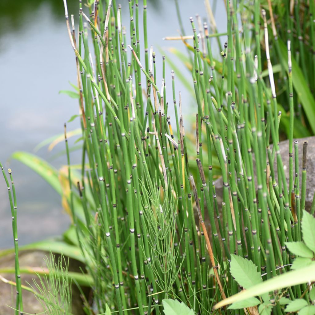 Equisetum hyemale - Schaafstro