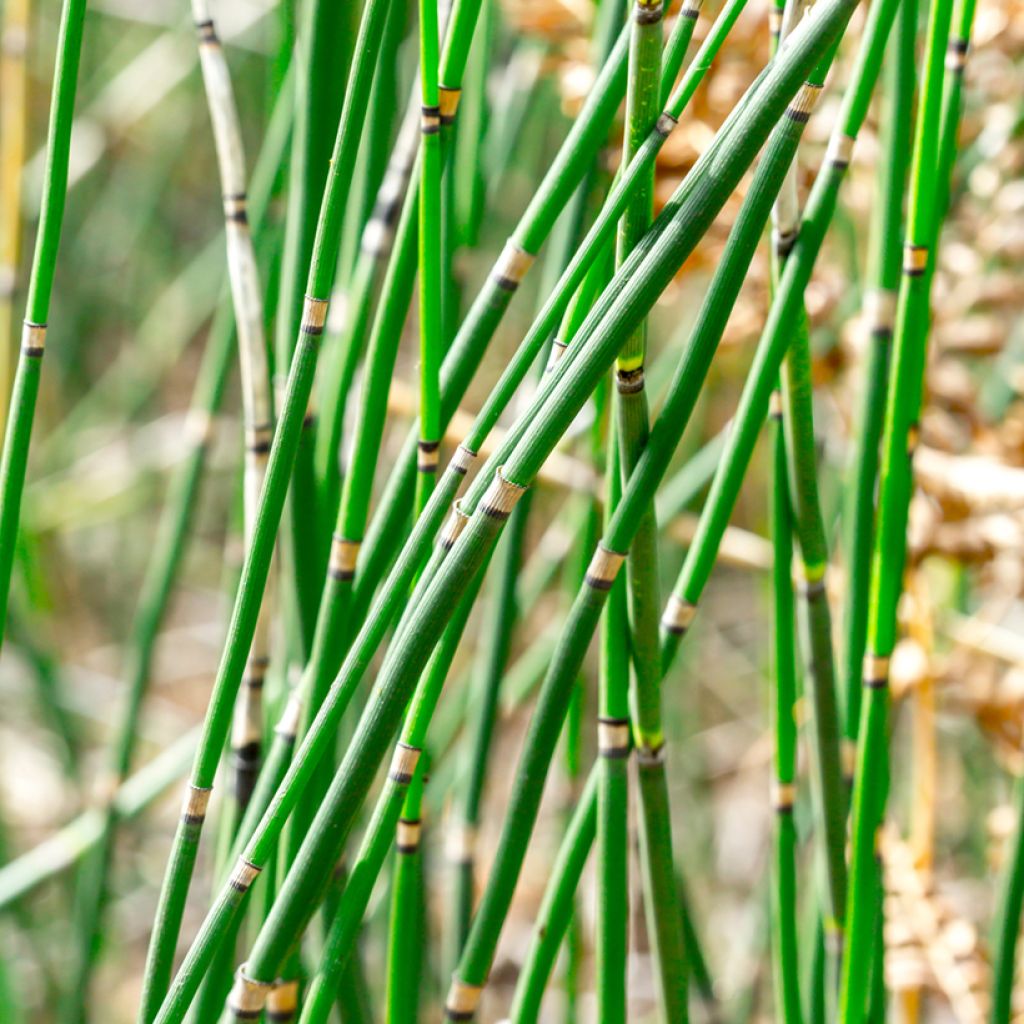 Equisetum hyemale - Schaafstro
