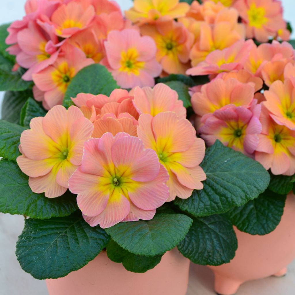 Primula Mango - Stengelloze sleutelbloem
