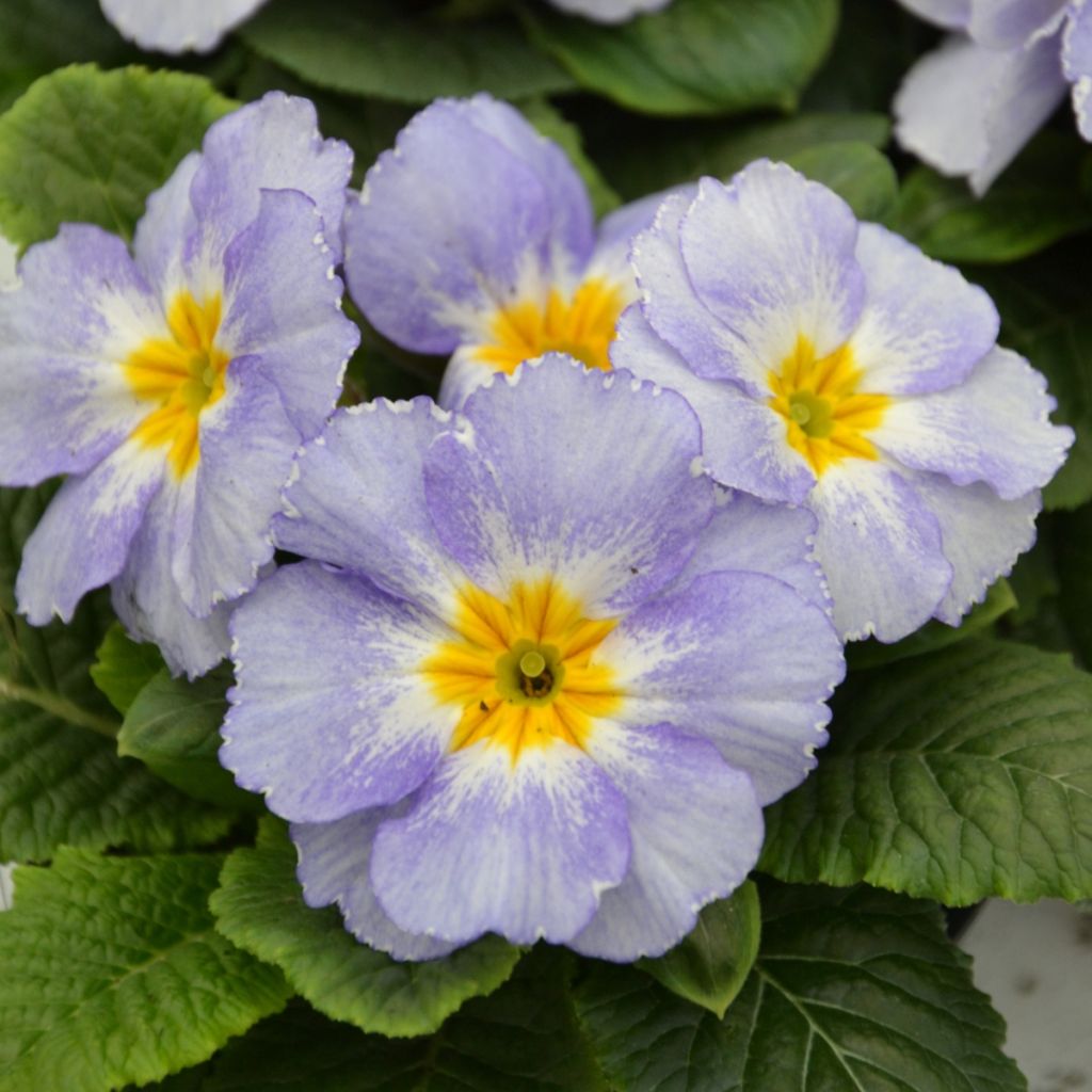 Primula Porcelain Blue - Stengelloze sleutelbloem