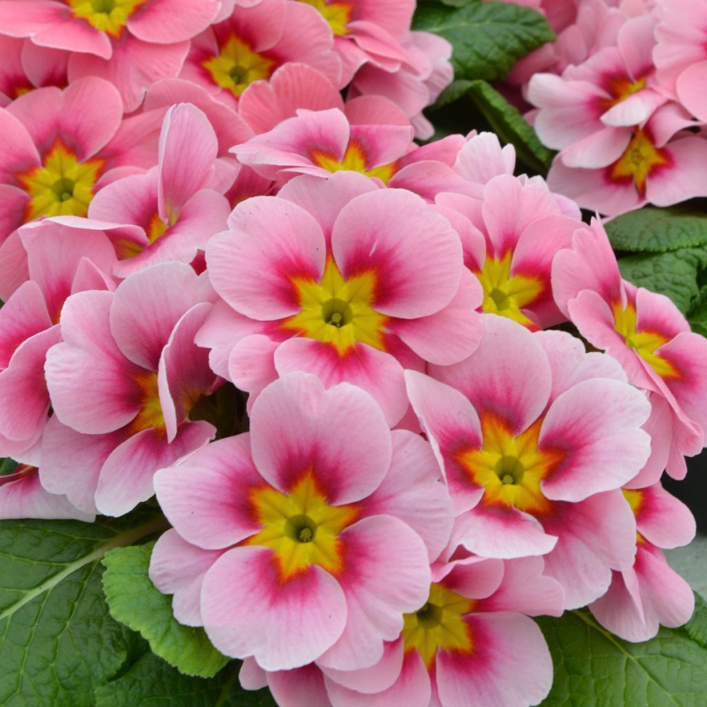 Primula acaulis Ringostar Cherryblossom - Stengelloze sleutelbloem