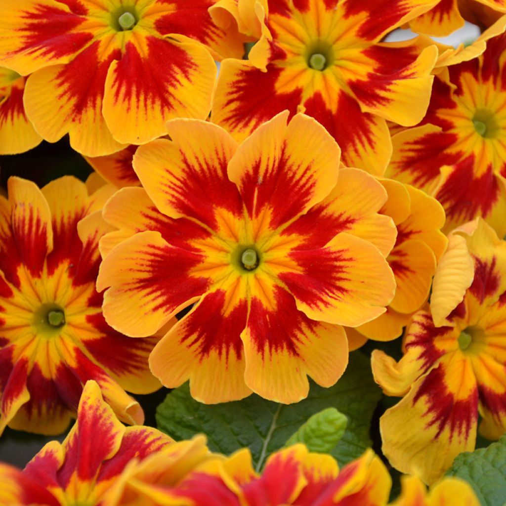 Primula Starfire - Stengelloze sleutelbloem