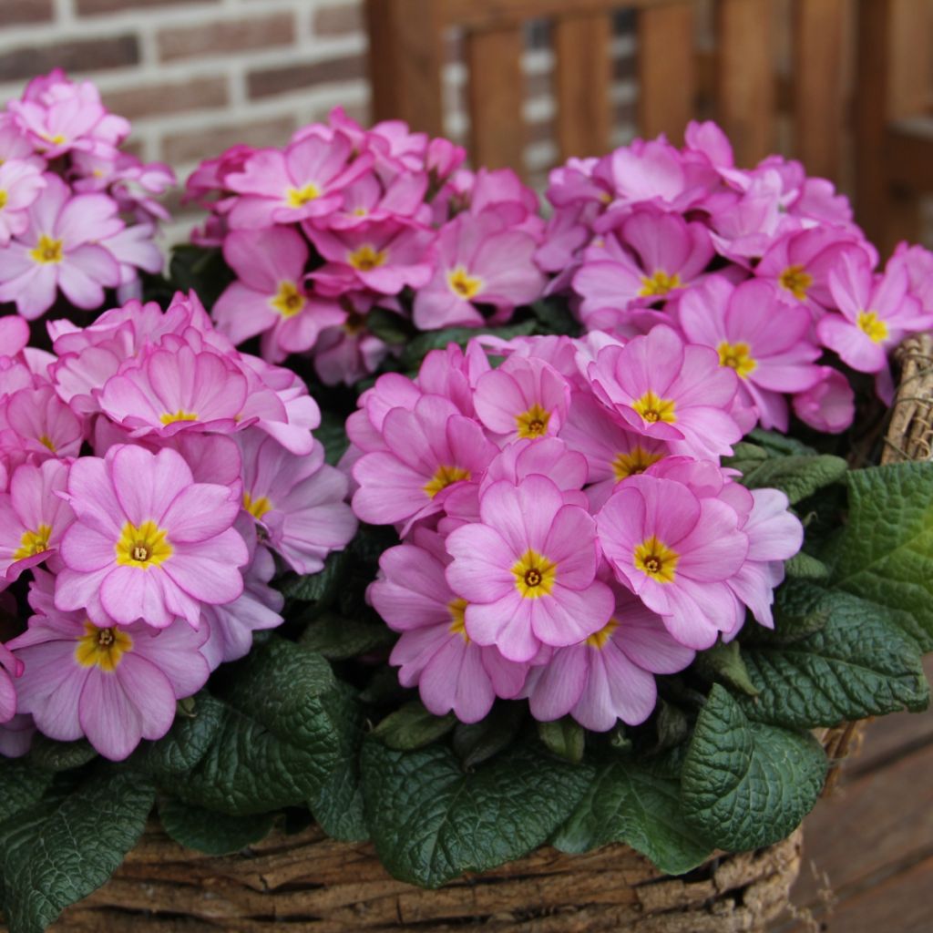 Primula acaulis Woodland Rose - Stengelloze sleutelbloem