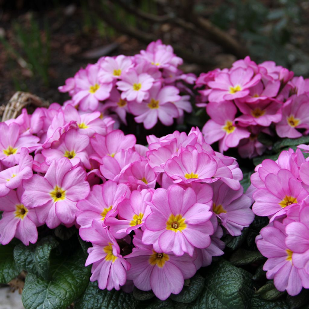 Primula acaulis Woodland Rose - Stengelloze sleutelbloem