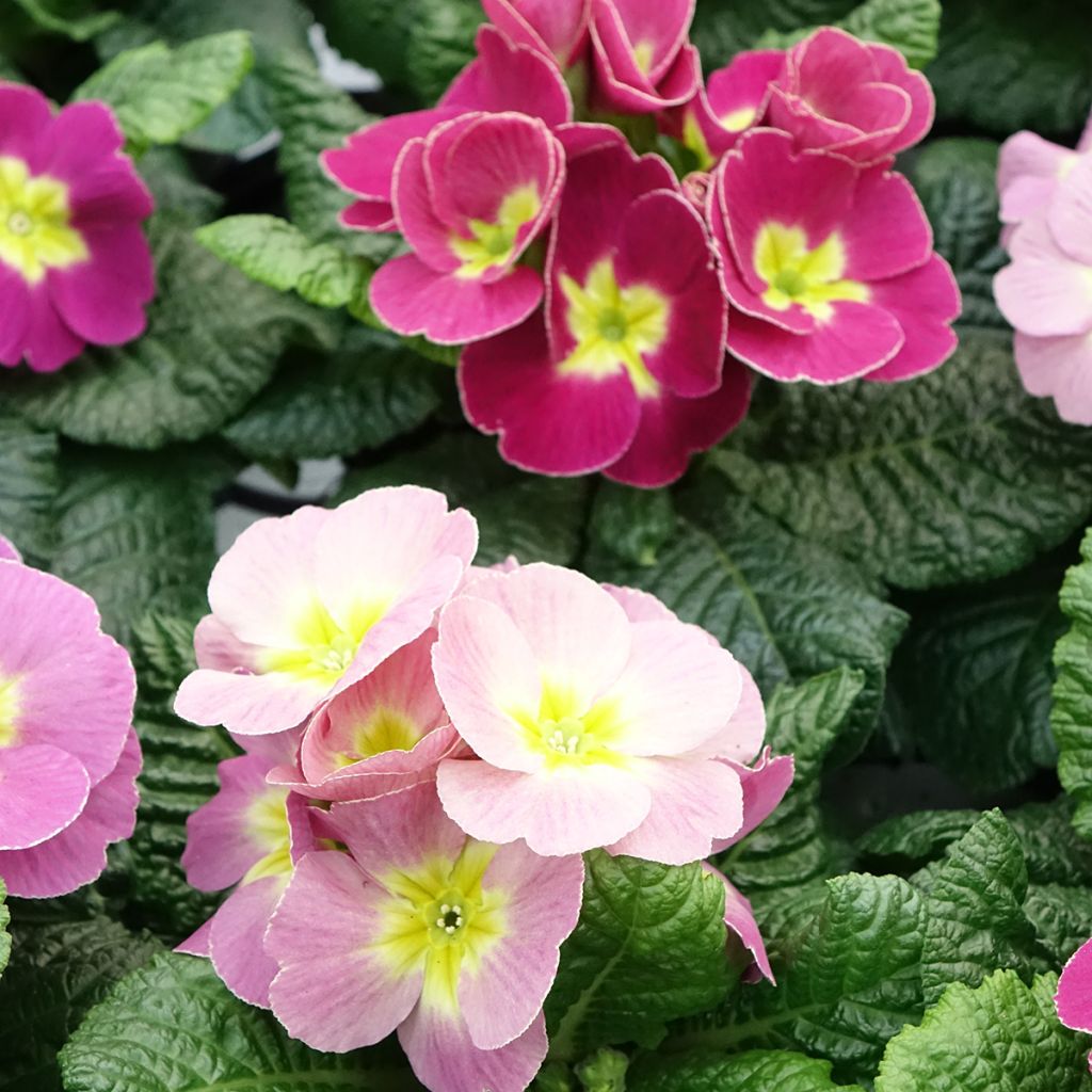 Primula acaulis Plums & Custard - Tuinaurikel