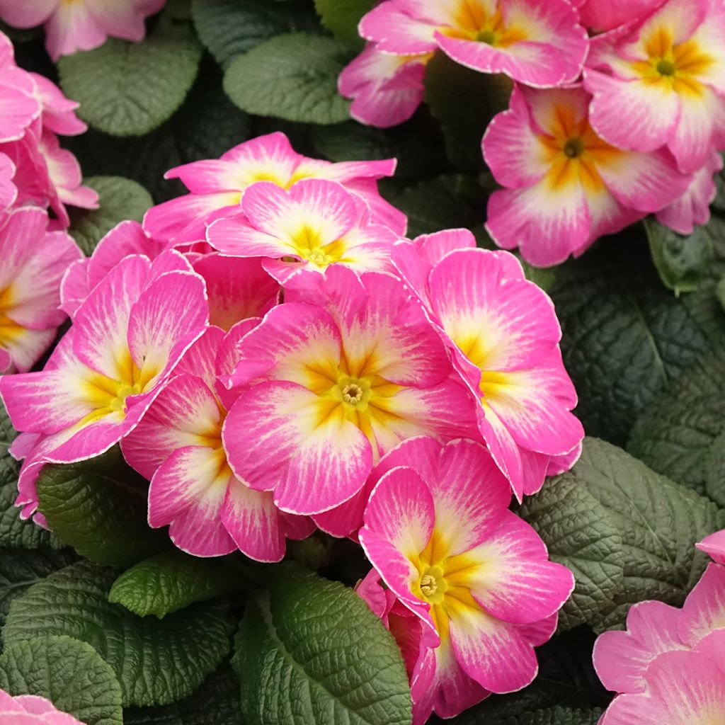 Primula Lipstick - Stengelloze sleutelbloem