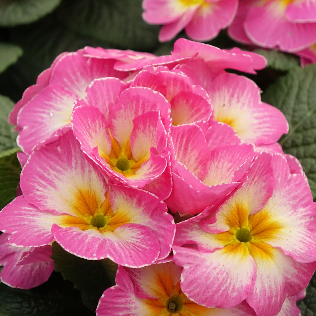 Primula Lipstick - Stengelloze sleutelbloem