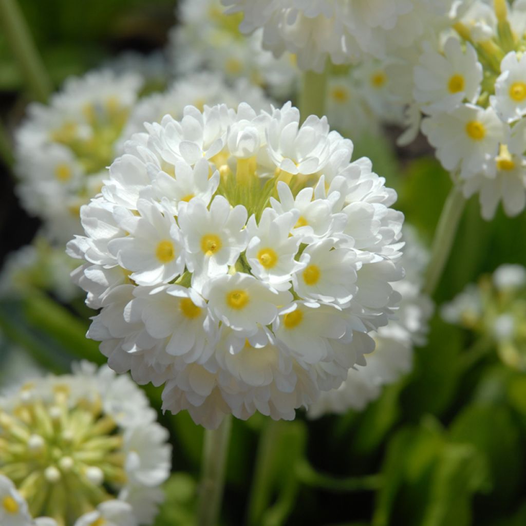 Primula denticulata Alba - Kogelprimula