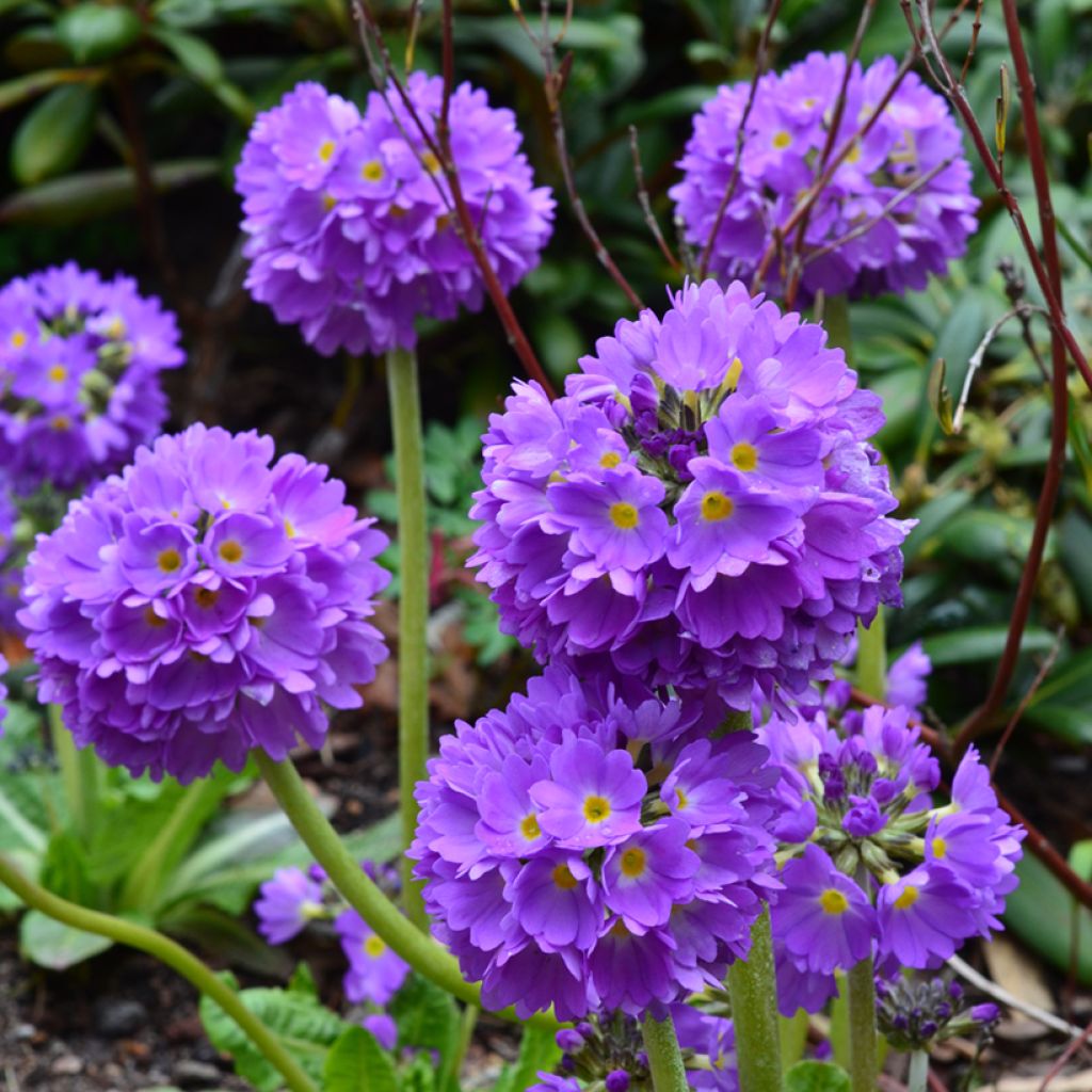 Primula denticulata Cashmiriana - Kogelprimula