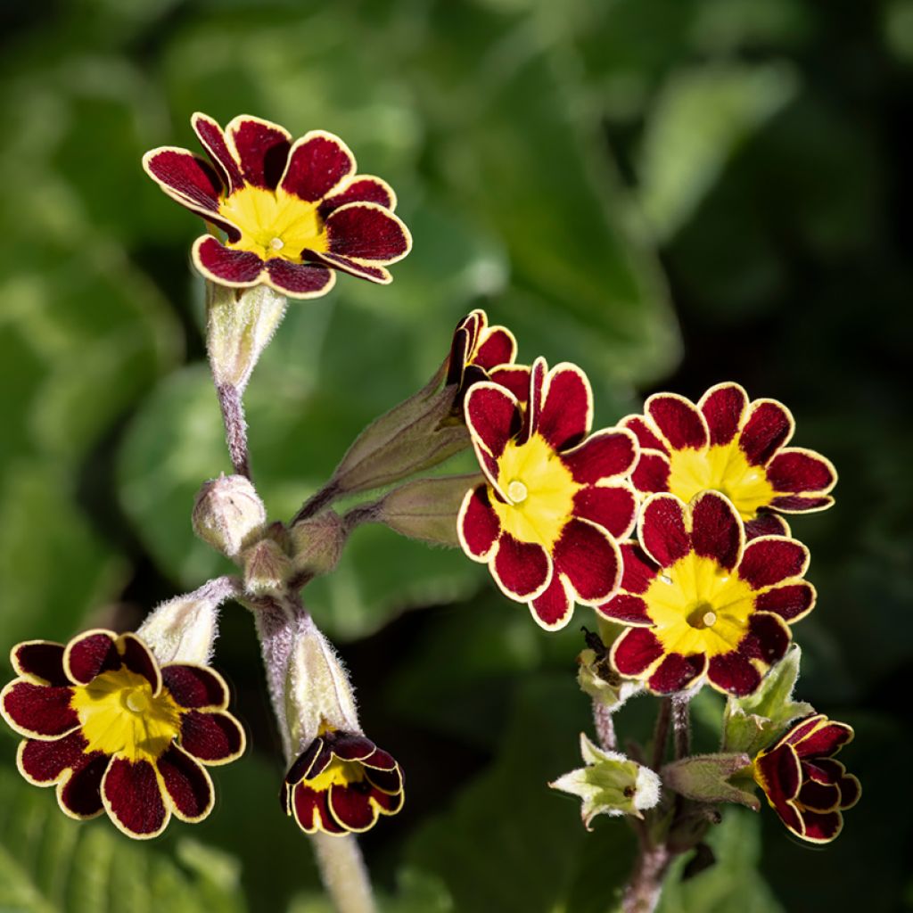 Primula elatior Mister Gold Laced - Slanke sleutelbloem