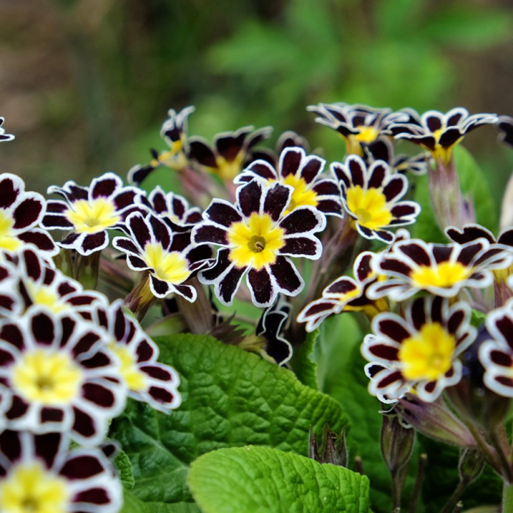 Primula elatior Mister Silver Laced - Slanke sleutelbloem