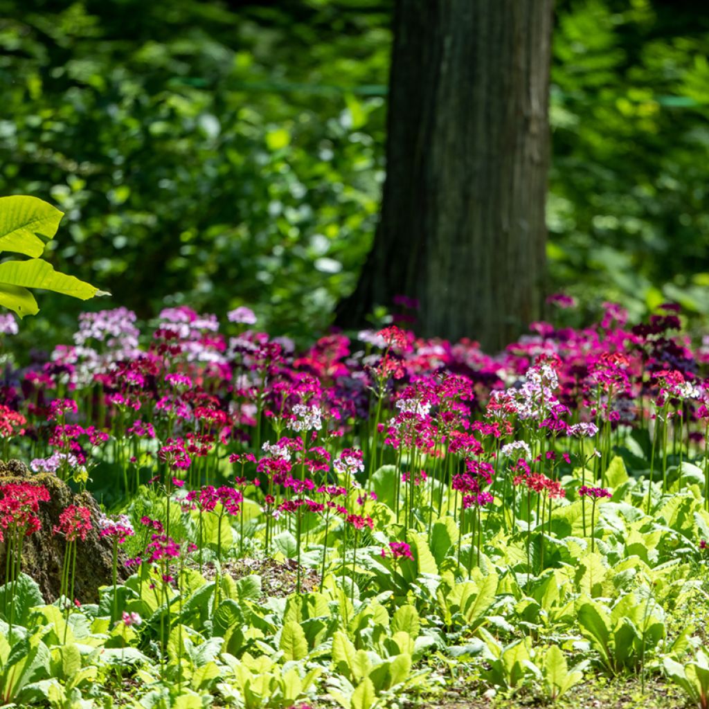 Primula japonica - Japanse sleutelbloem