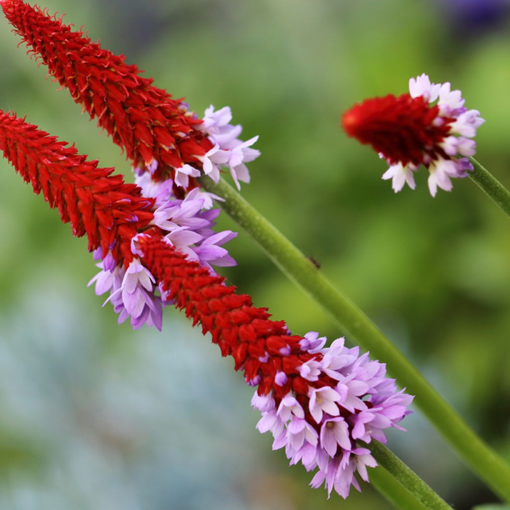 Primula vialii - Orchideeprimula