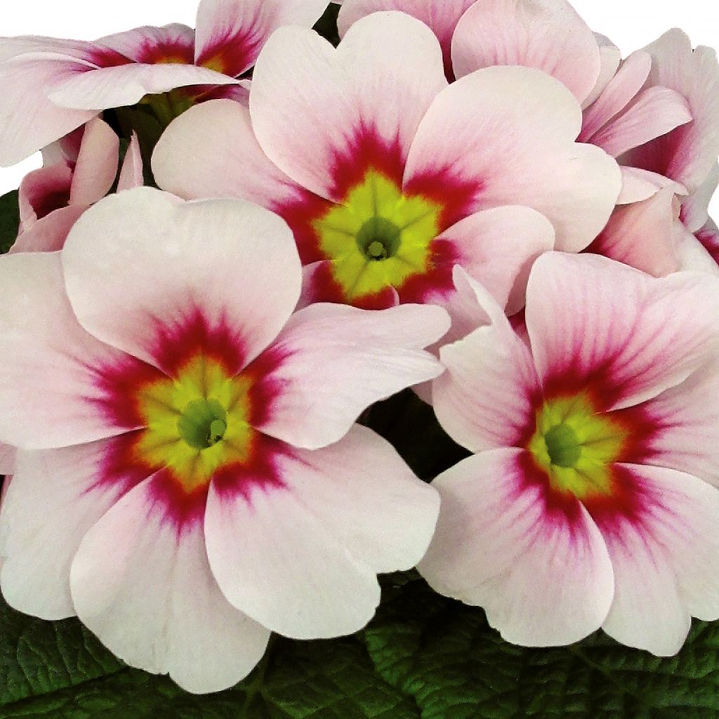 Primula Rambo F1 Appleblossom - Stengelloze sleutelbloem