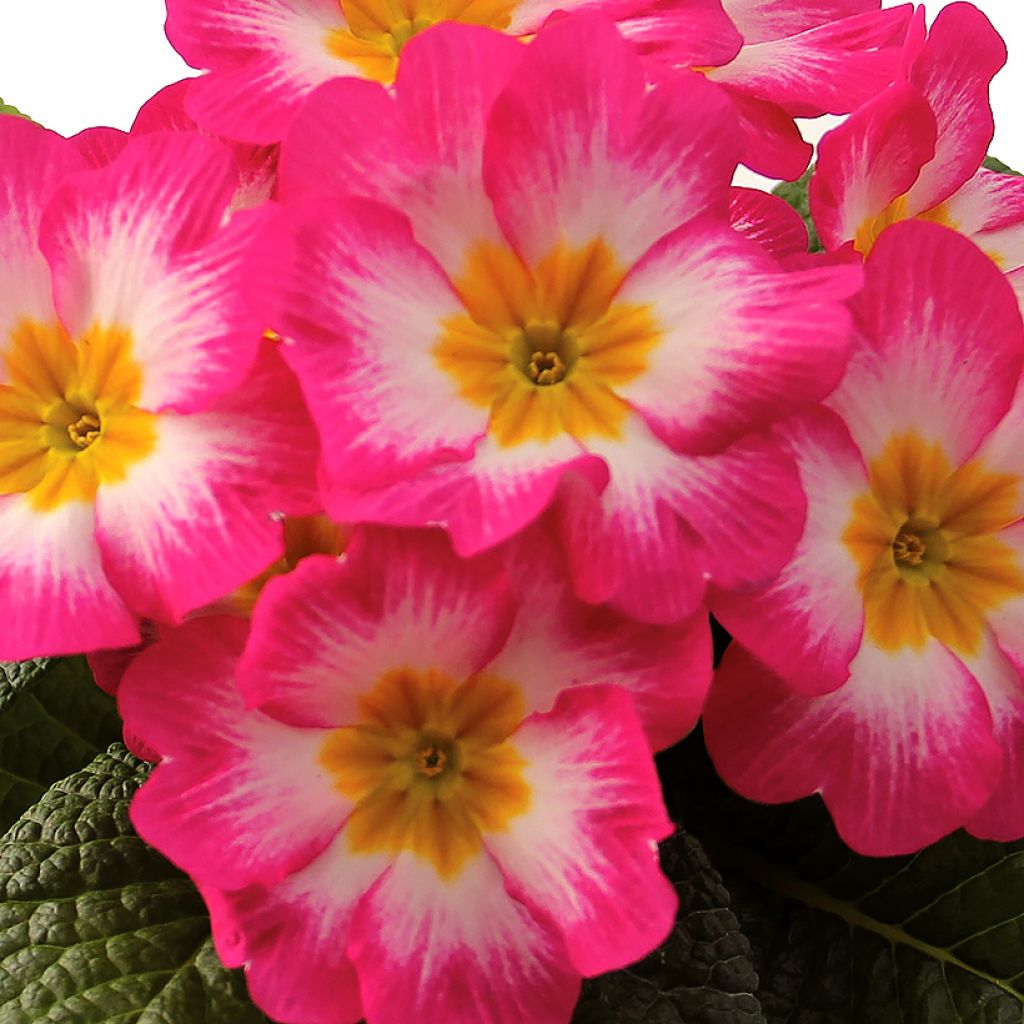 Primula Rambo F1 Pink Flame - Stengelloze sleutelbloem