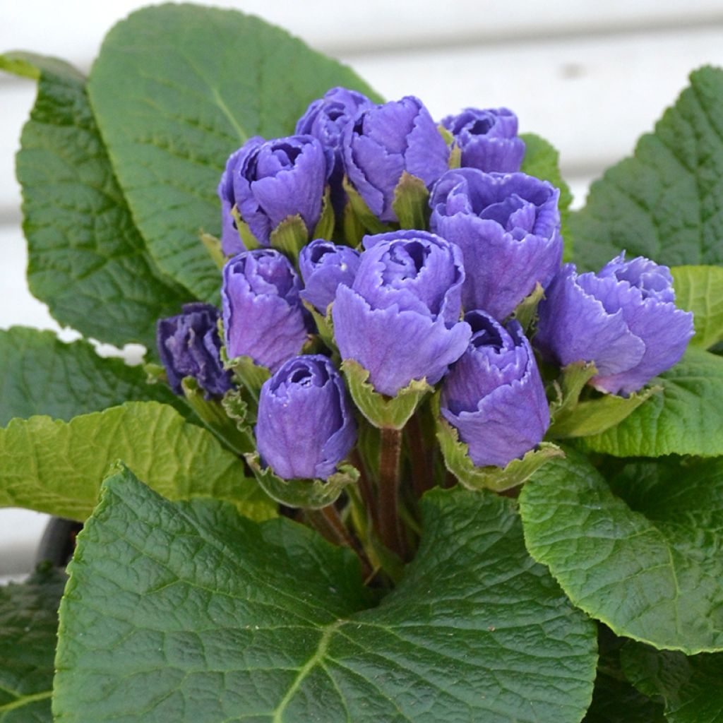 Primula Rosebud F1 Crocus Blue - Stengelloze sleutelbloem