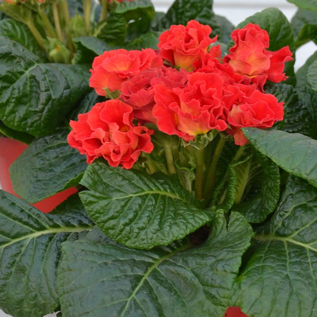 Primula Rosebud F1 Red Shades - Stengelloze sleutelbloem