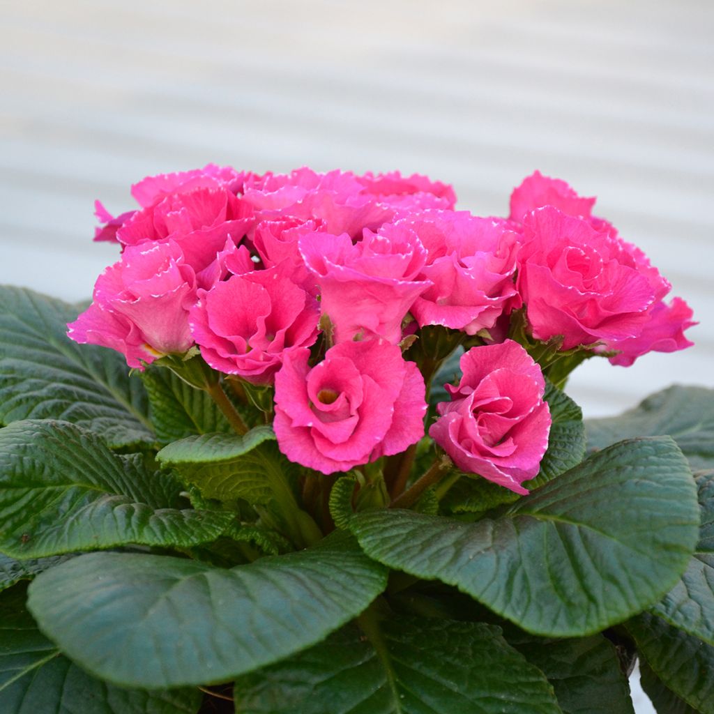 Primula Rosebud F1 Rose Shades - Stengelloze sleutelbloem