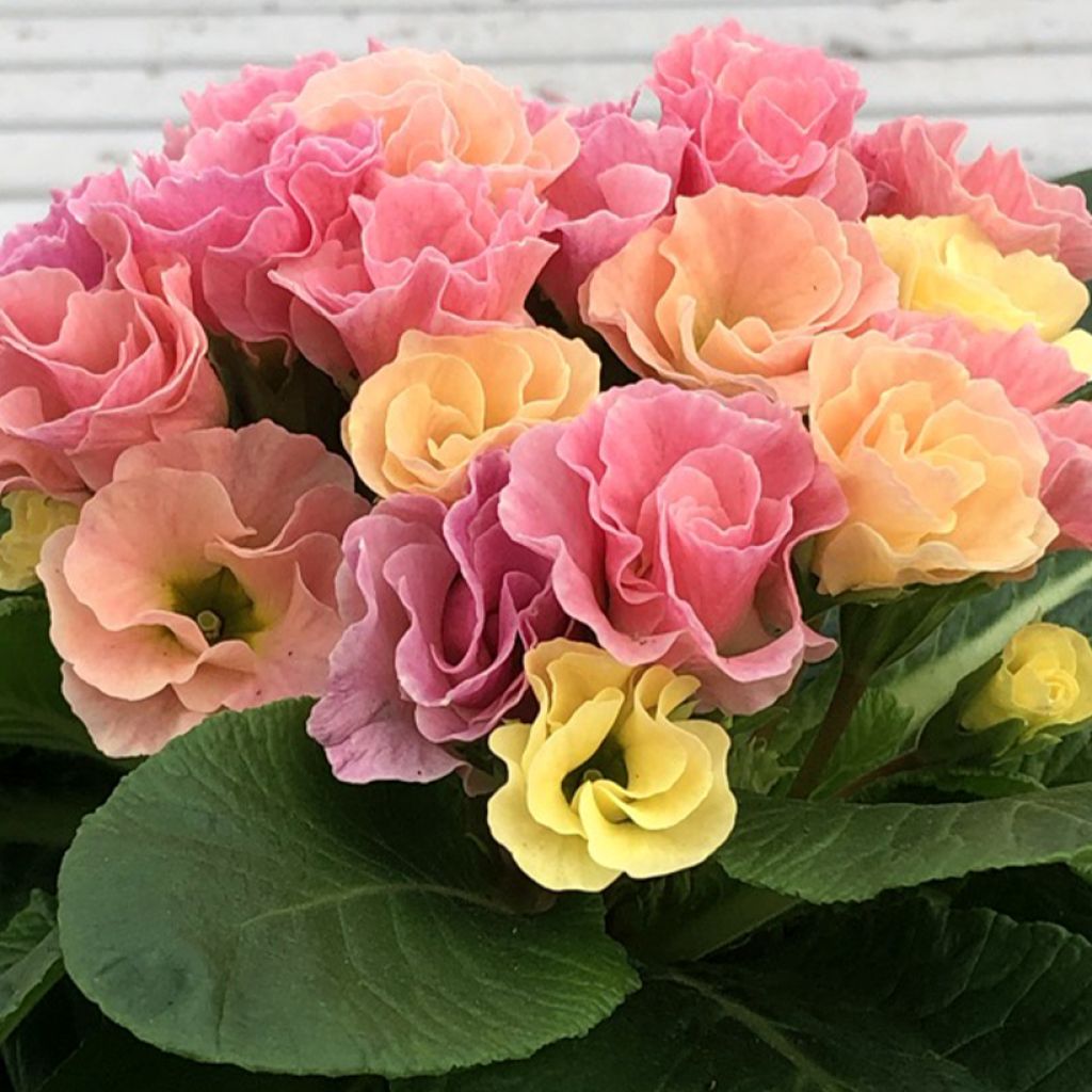 Primula Rosebud F1 Tutti Frutti - Stengelloze sleutelbloem