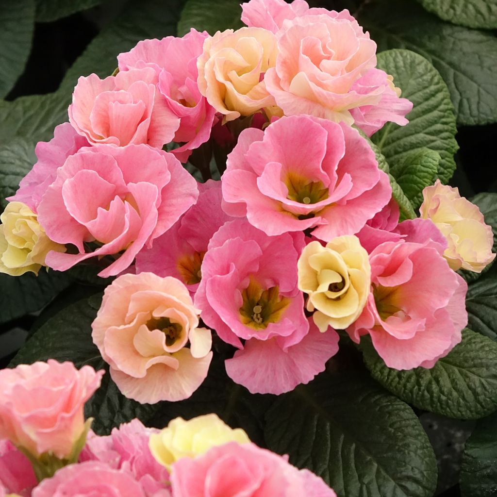 Primula Rosebud F1 Tutti Frutti - Stengelloze sleutelbloem