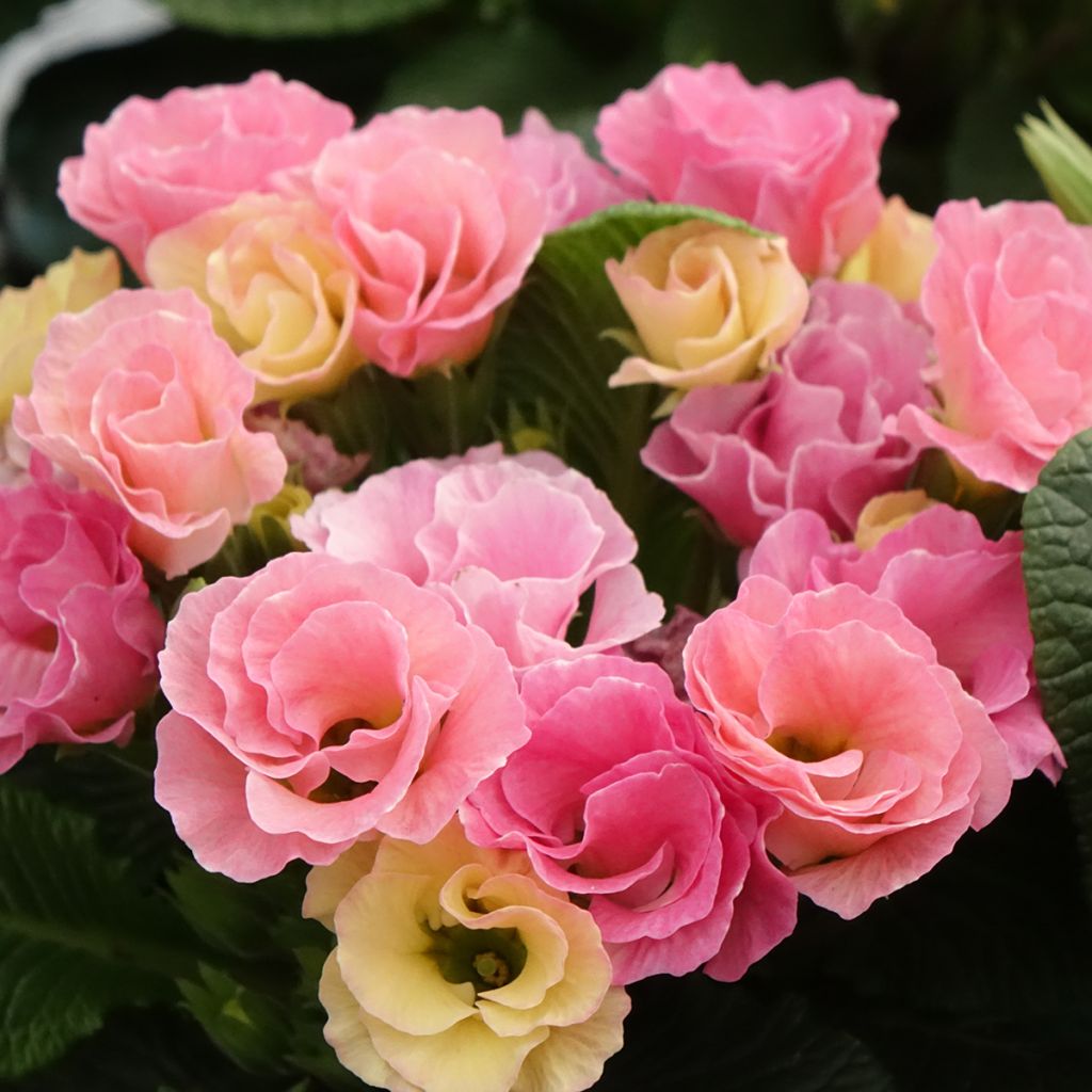 Primula Rosebud F1 Tutti Frutti - Stengelloze sleutelbloem