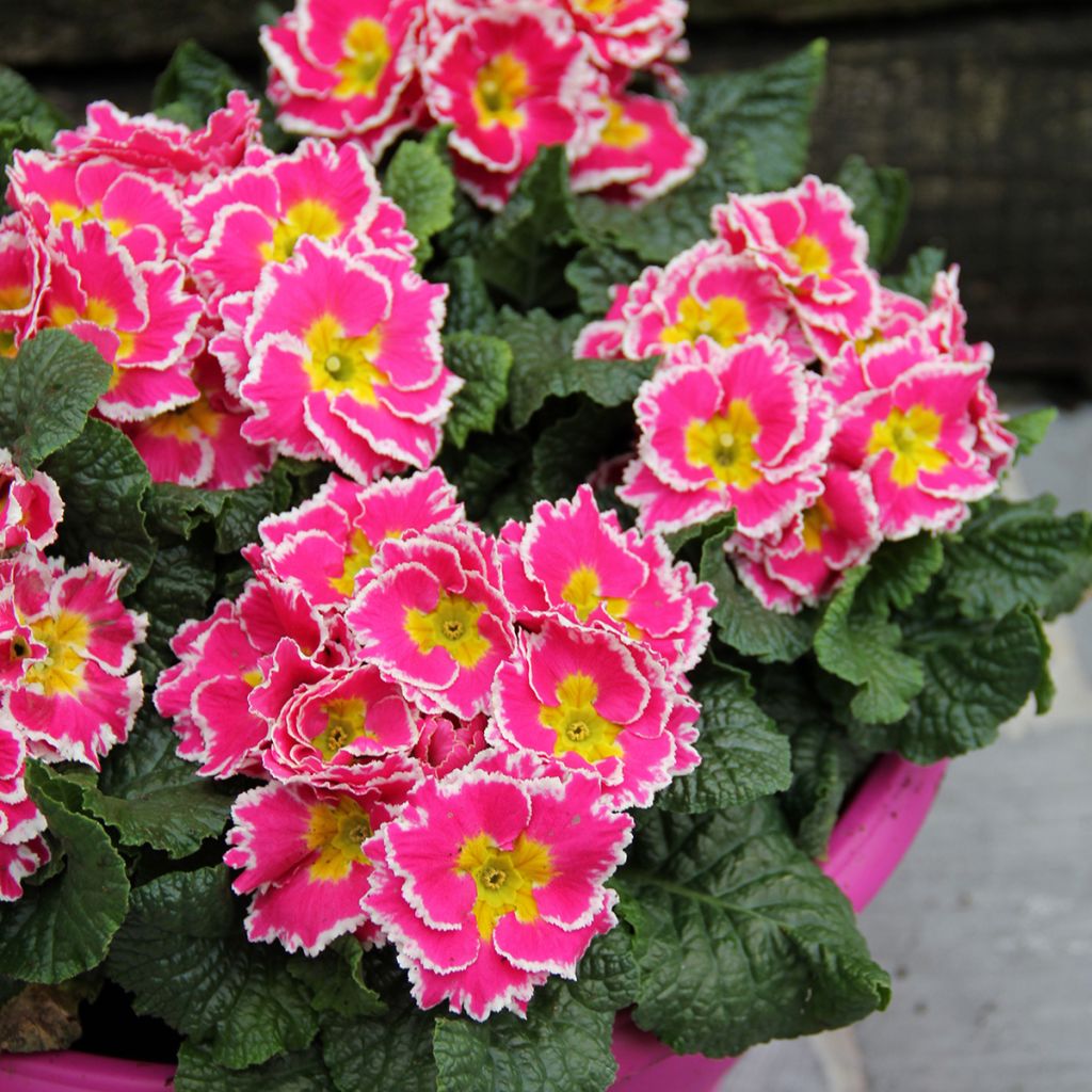 Primula Sweetie - Stengelloze sleutelbloem
