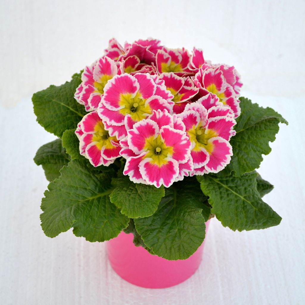 Primula Sweetie - Stengelloze sleutelbloem