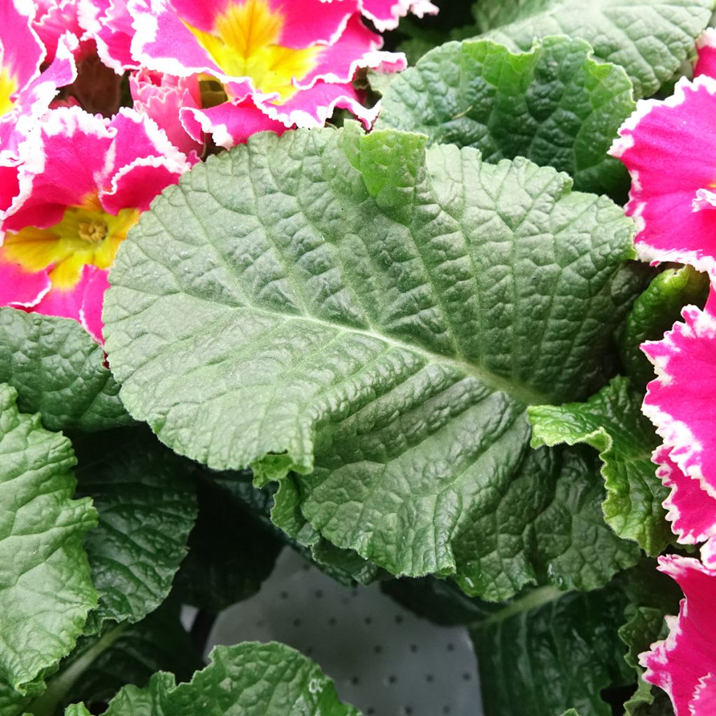 Primula Sweetie - Stengelloze sleutelbloem