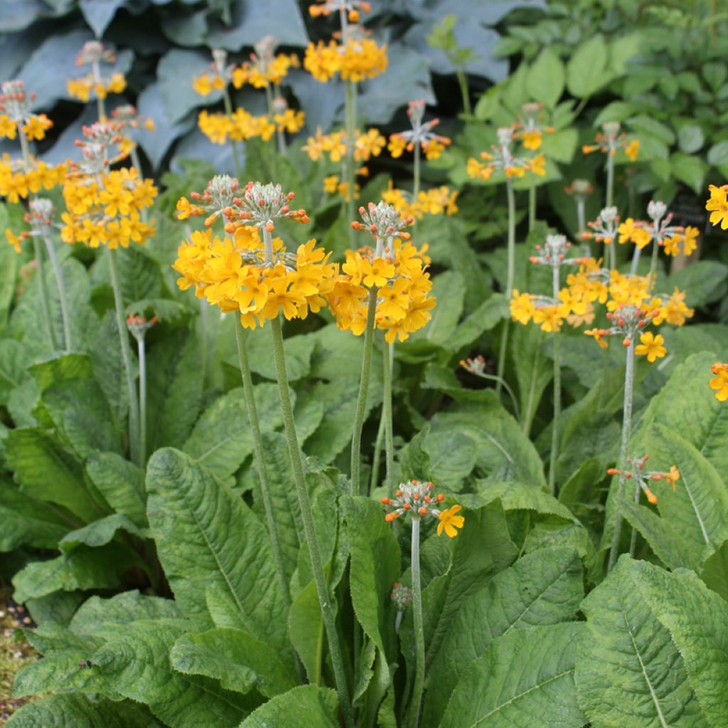 Primula bulleyana - Etage Sleutelbloem
