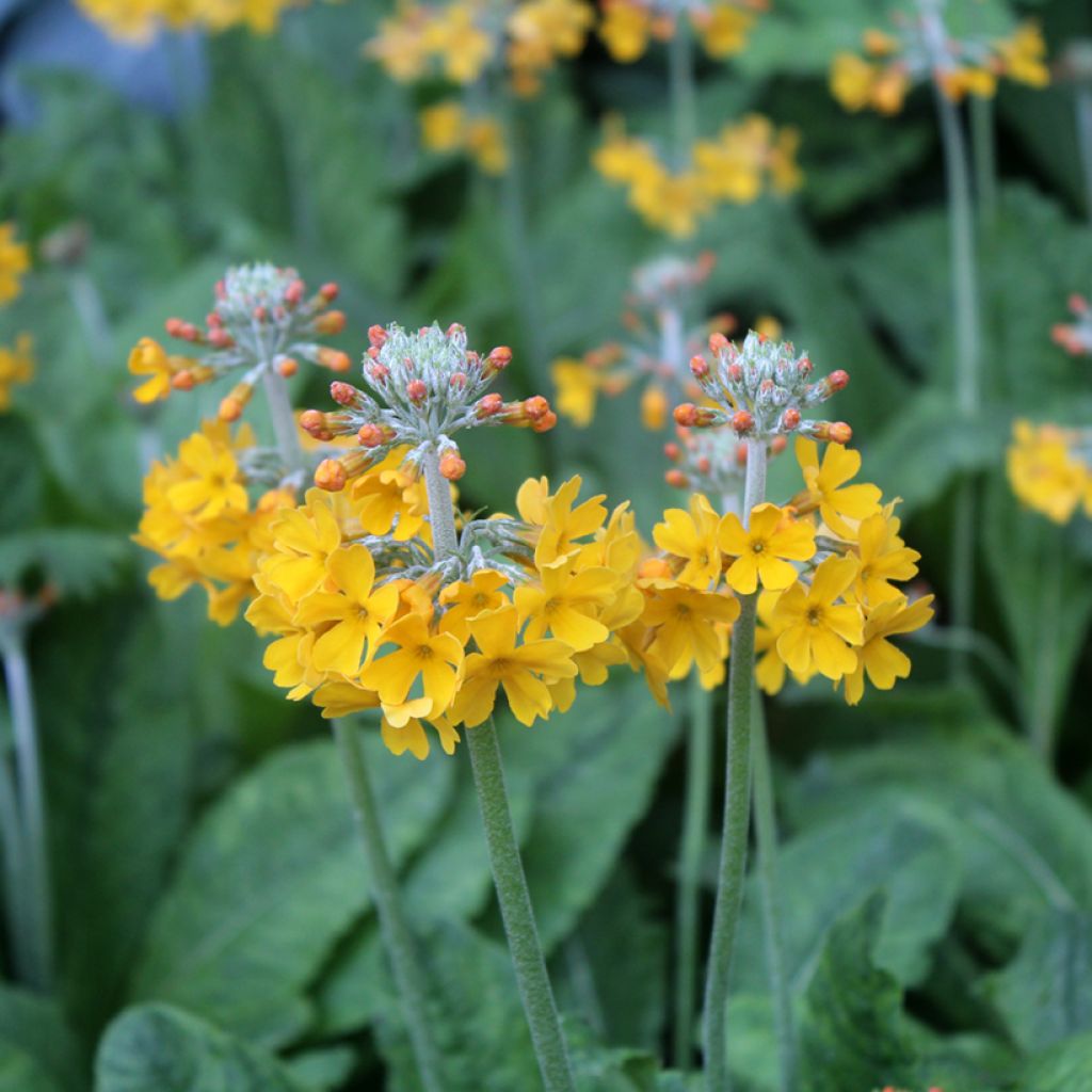 Primula bulleyana - Etage Sleutelbloem