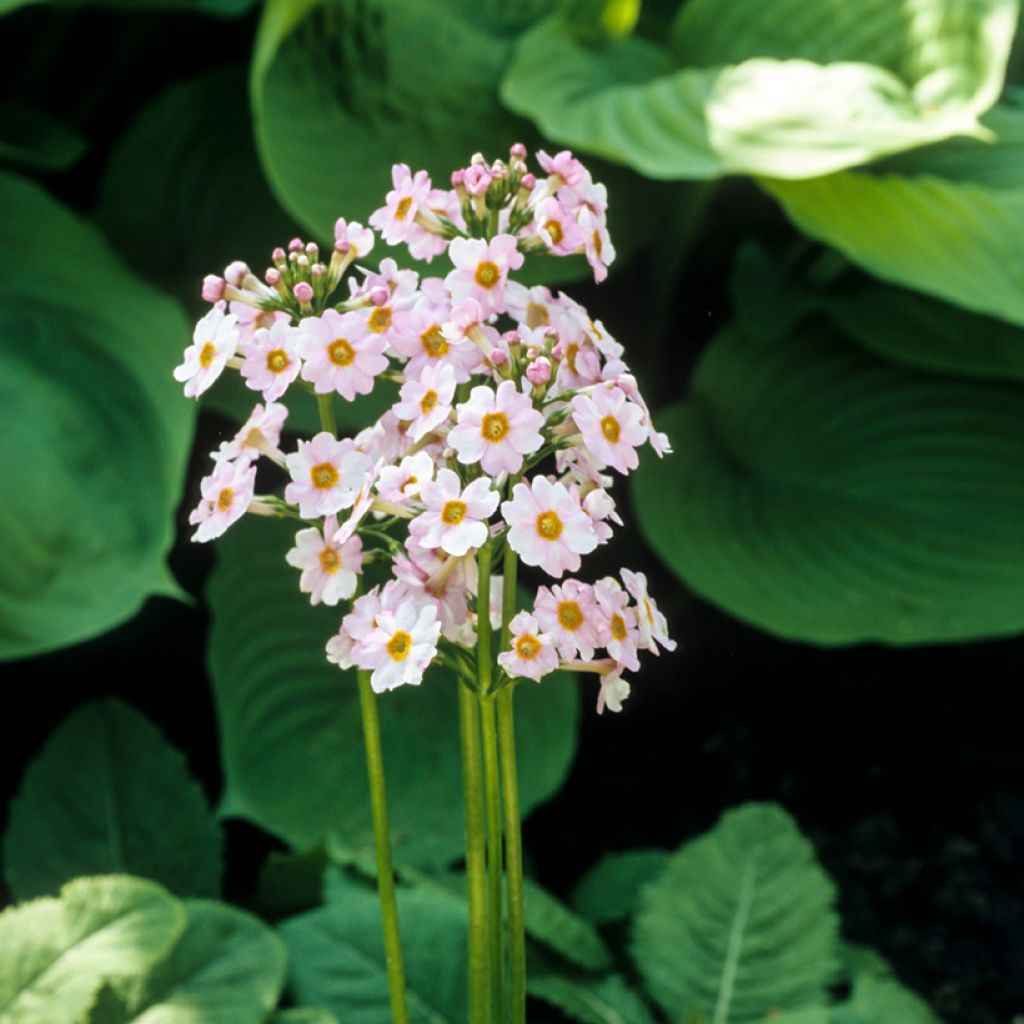 Primula japonica Alba - Japanse sleutelbloem