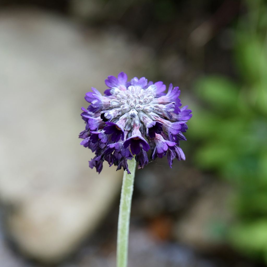 Primula capitata mooreana - Sleutelbloem