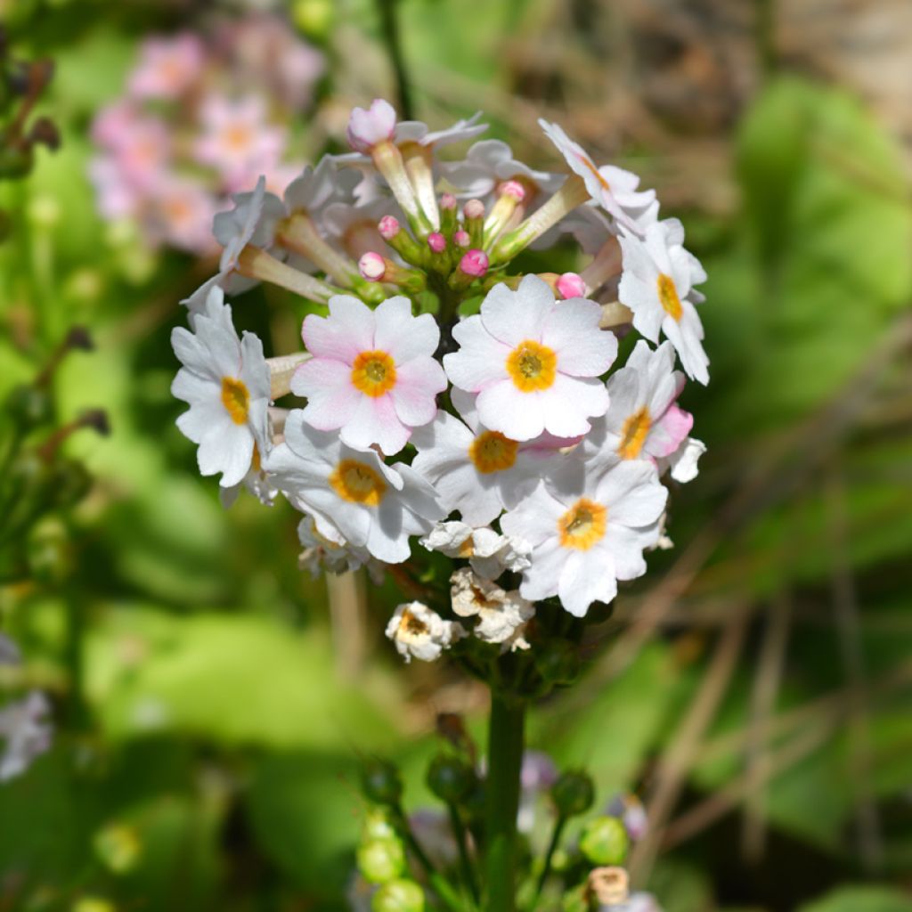 Primula japonica Apple Blossom - Japanse sleutelbloem