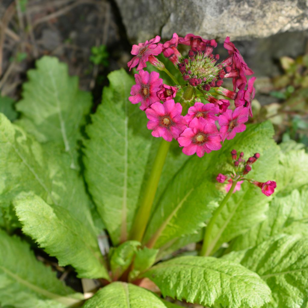 Primula japonica Millers Crimson - Japanse sleutelbloem