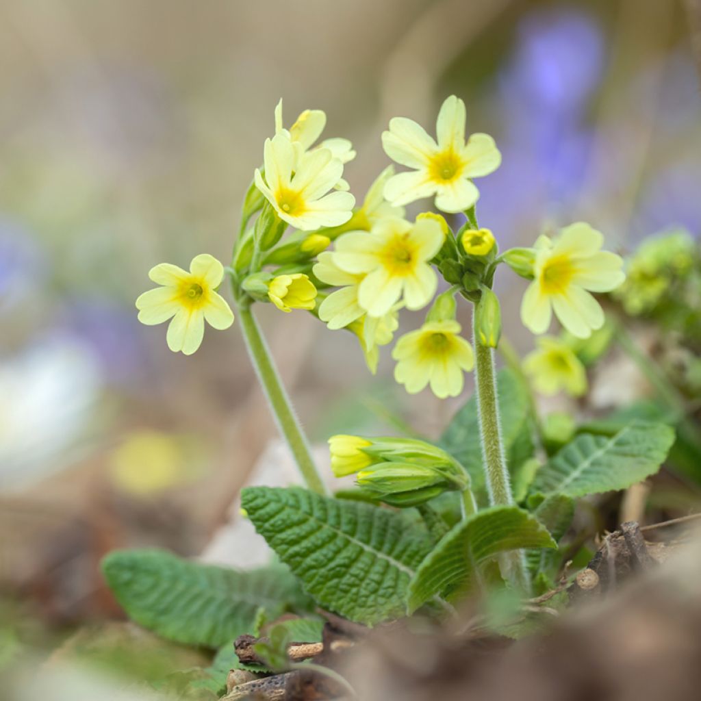 Primula elatior - Slanke sleutelbloem