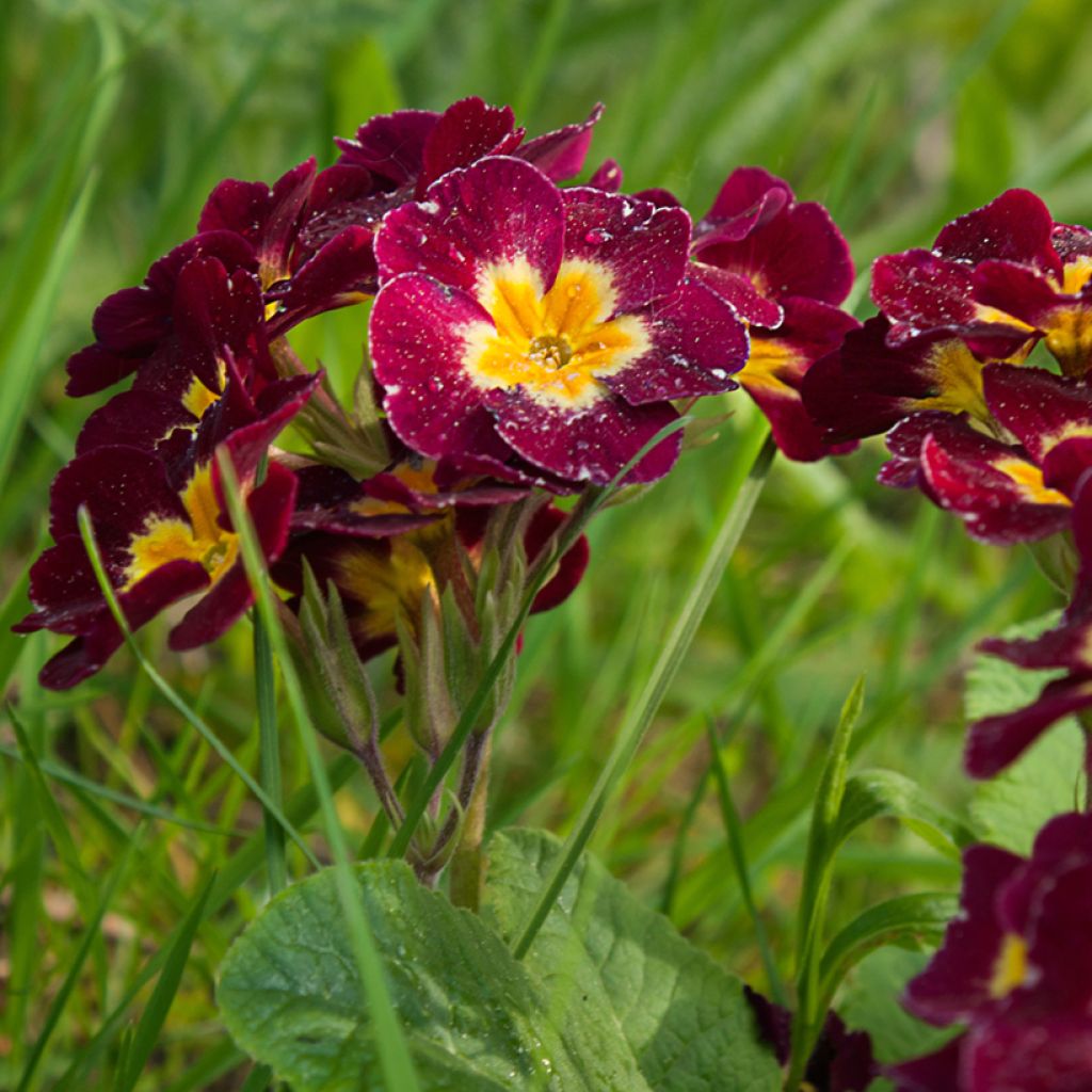 Primula Charlie Wine Red Edge F1 - Sleutelbloem