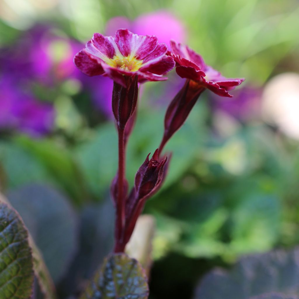 Primula Dark Rosaleen - Sleutelbloem