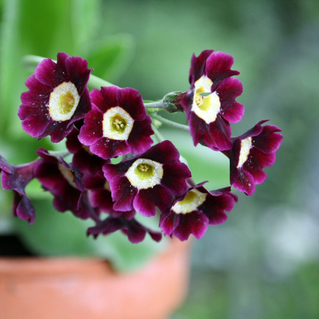 Primula auricula Mix - Tuinaurikel