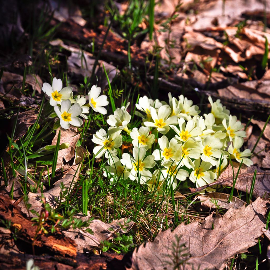 Primula vulgaris - Stengelloze sleutelbloem