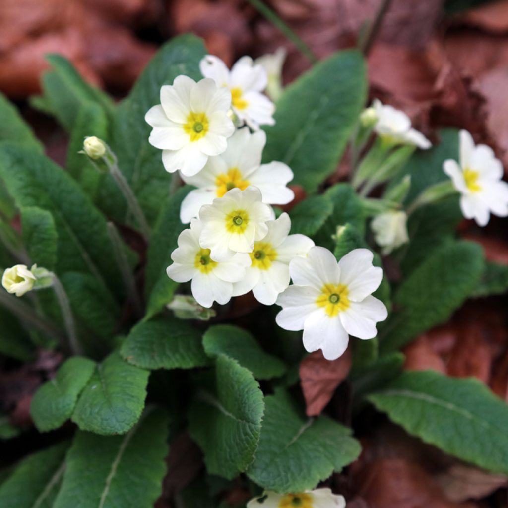 Primula vulgaris - Stengelloze sleutelbloem